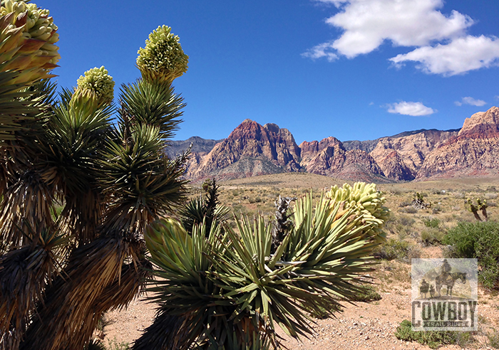 Picture of Joshua Tree flowers at Cowboy Trail Rides taken while Horseback Riding in Las Vegas